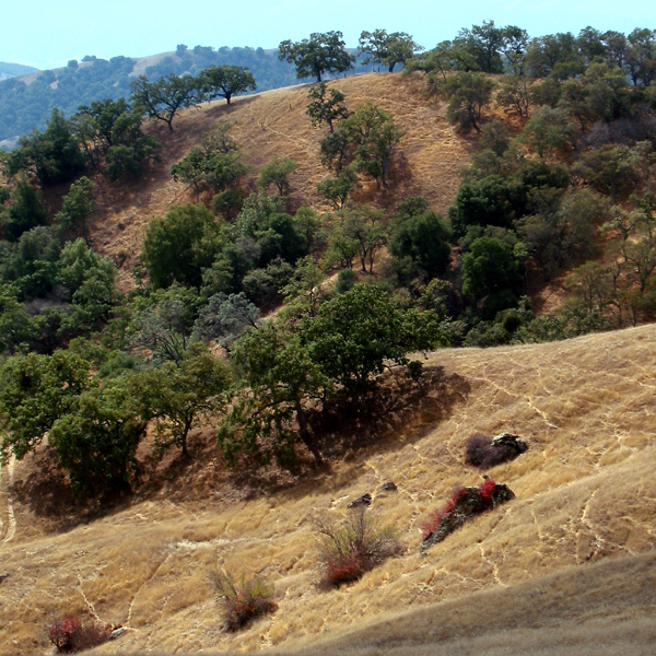 Henry Coe
